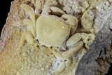 Fossil Crab (Potamon) Preserved in Travertine - Turkey #106459-4